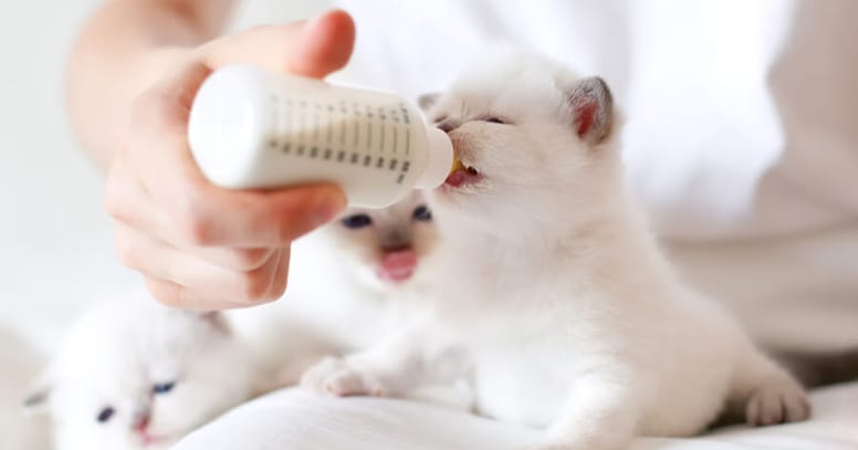 c-mo-alimentar-a-un-gato-beb-correctamente
